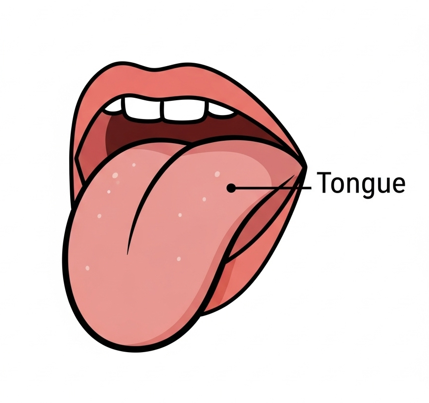tongue